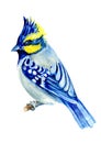 BLUE BIRD WITH A CRAFT SITTING ON A BRANCH, JAY, WITH BEAUTIFUL FEATHERS. HAND-PAINTED WATERCOLOR ILLUSTRATION Royalty Free Stock Photo